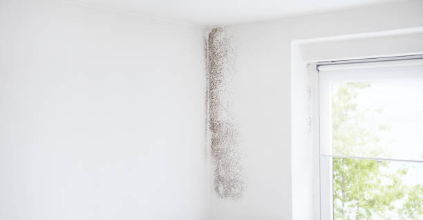 Best Asbestos and Lead Testing During Mold Inspection  in Orem, UT