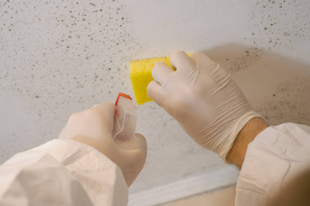 Best Commercial Mold Inspection  in Orem, UT