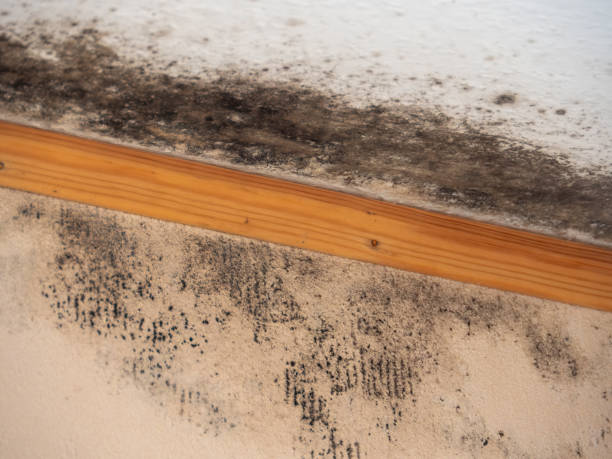Best Mold Damage Restoration  in Orem, UT