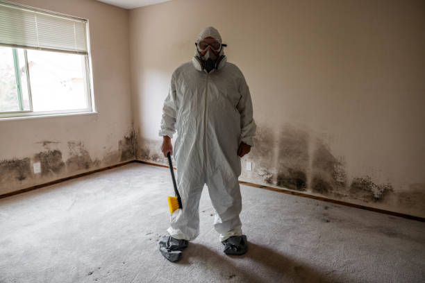 Best Mold Removal for HVAC Installations  in Orem, UT