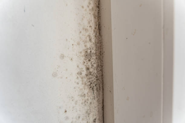 Professional Mold Removal in Orem, UT