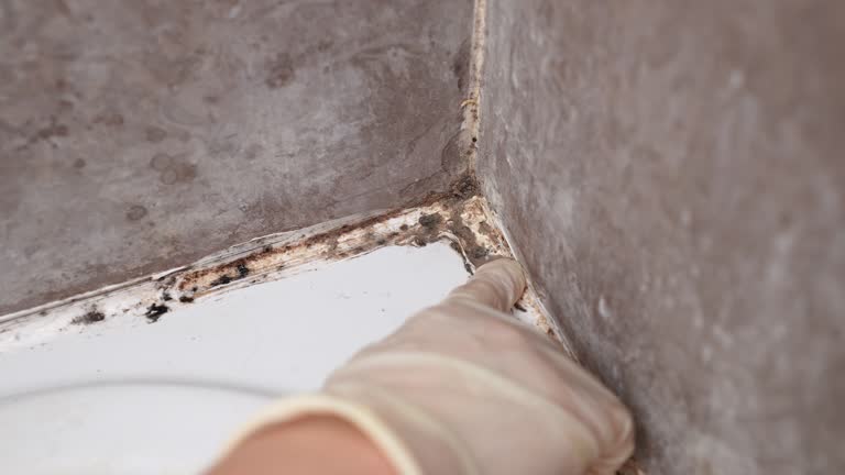 Best Commercial Mold Inspection  in Orem, UT
